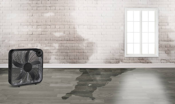 Best Water damage contractors near me  in Lenox, IA